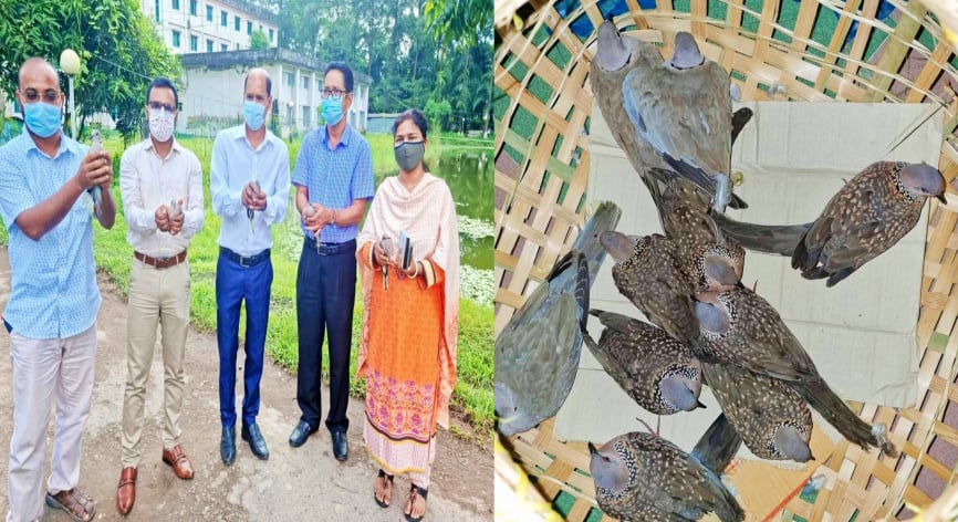 সুবর্ণচরে ১০টি ঘুঘু পাখি অবমুক্ত করল উপজেলা প্রশাসন