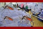 অক্টোবরের ৯ দিনেই ডেঙ্গুতে অর্ধশত মৃত্যু