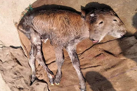 দুই মুখ বিশিষ্ট বাছুর