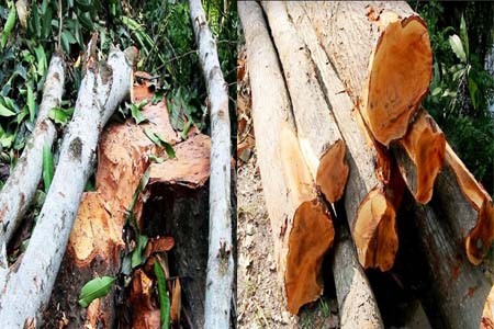 গাছ কেটে বন বিভাগের লুটপাট