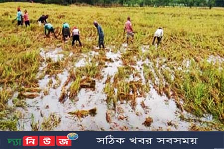 বৃষ্টিতে ফসলের ব্যপক ক্ষতি