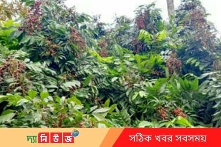 রাস্তার পাশে শোভা ছড়াচ্ছে আমঝুম ফল