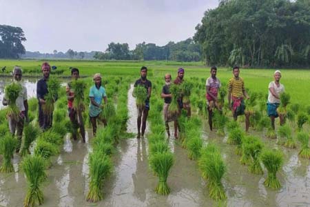 বাগেরহাটে বিপুল উৎসাহে আমন ধানের চারা রোপণে ব্যস্ত কৃষক