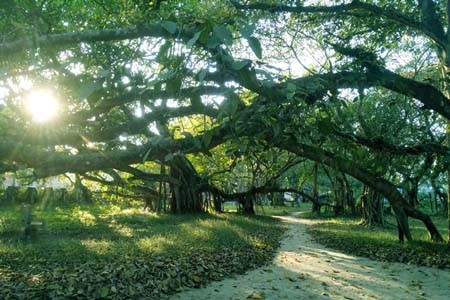 এশিয়ার বৃহৎতম বটবৃক্ষ