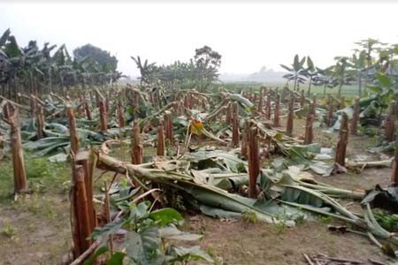 শৈলকুপায় কলা গাছের সাথে শত্রুতা!
