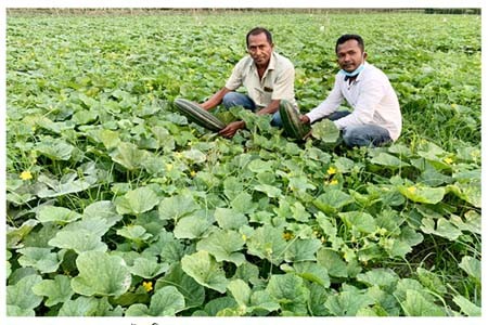আগৈলঝাড়ায় বাঙ্গির বাম্পার ফলন