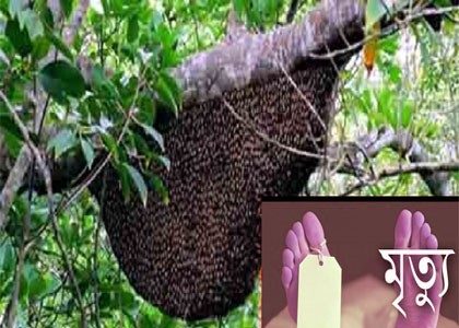 https://thenewse.com/wp-content/uploads/Bee-bites.jpg