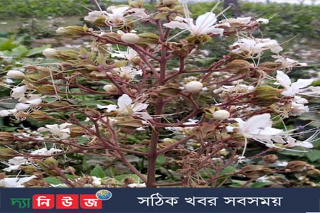 ফুটেছে ভাটি ফুল