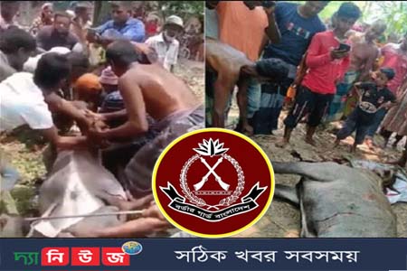 নীলগাই হত্যার মতো ঘটনার পুনরাবৃত্তি রোধে বদ্ধপরিকর বিজিবি