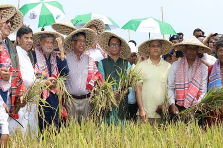 হাওড়ের ধান হবে ঝুঁকিমুক্ত