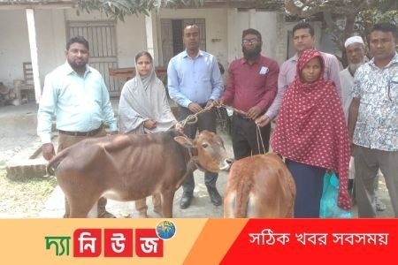 বকনা বাছুর বিতরণ