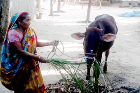 লকডাউনে খেটে খাওয়া মানুষের পাশা পাশি খাদ্য সংকটে দূর্বল ও রোগক্রান্ত গবাদিপশু