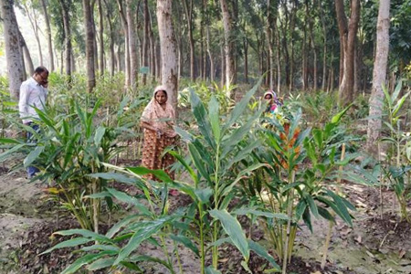 এলাচ চাষ