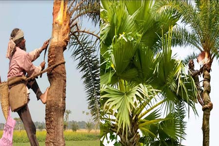 শার্শায় খেজুরের রস