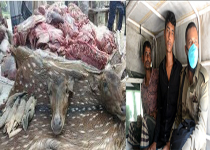 হরিণের মাংস-চামড়া পাচার