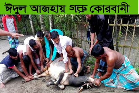 ঈদুল আজহায় গরু কোরবানি