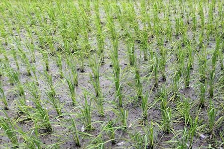 ঠাকুরগাঁওয়ে আমনের ভরা মৌসুমেও পানি নেই : ধানক্ষেত ফেটে চৌচির