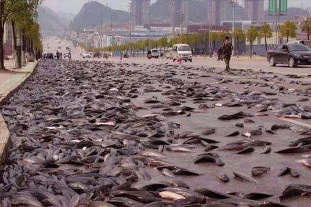 আমেরিকায় মাছ বৃষ্টি, fish rain, মাছ বৃষ্টি;