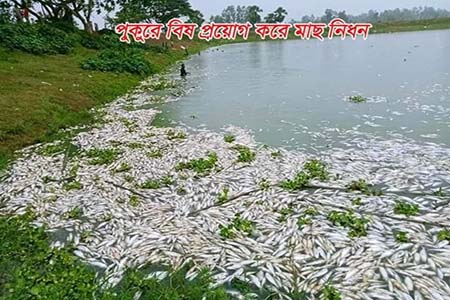 পুকুরে বিষ দিয়ে মাছ নিধন!