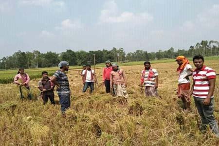 বিধবার মুখে হাসি