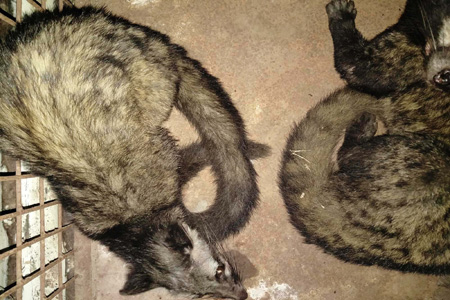 বিরলপ্রজাতির গন্ধগকূল