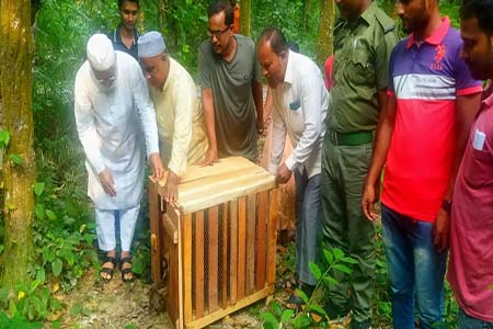 বিরল প্রজাতির গন্ধগোকুল