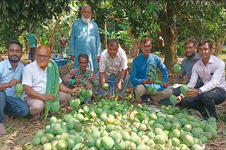 ঝিনাইদহ কালীগঞ্জের গোবিন্দভোগ আম যাচ্ছে ইংল্যাল্ডে 