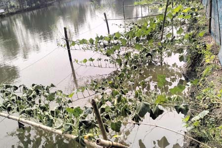 সবজী গাছের সাথে এ কেমন শত্রুতা!