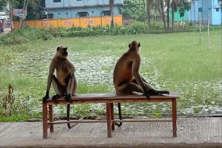 লোকালয়ে খাবারের খোঁজে দুটি হনুমান