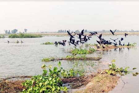 পরিযায়ী পাখির আগমনে মুখরিত জবই বিল
