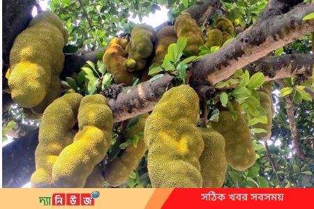 পাইকগাছায় কাঁঠালের ফলন ভালো হয়েছে