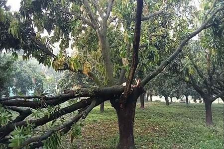 স্বপ্ন ভঙ্গ শার্শার আম