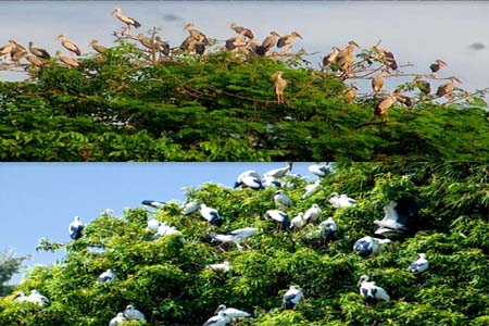 বাহারি রঙের অতিথি পাখির কলতানে মূখরিত ঝিনাইদহের আশুরহাট গ্রাম