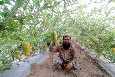 ঝিনাইদহে গোল্ডেন তুপ্তি তরমুজ চাষে সফল কৃষক রশিদ