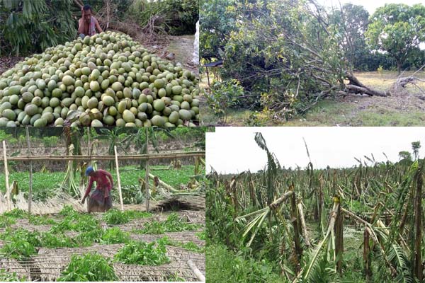 ঝিনাইদহে ঘুর্ণিঝড় আম্পানে ২ লাখ ২৭ হাজার চাষী ক্ষতিগ্রস্থ
