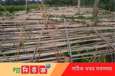পাট বাংলাদেশের প্রধান অর্থকরী ফসল।