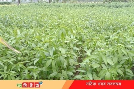 ২০ হেক্টর বেশি জমিতে পাট চাষ