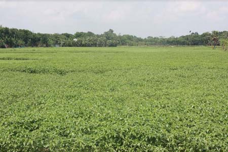 সালথায় ১২ হাজার হেক্টর জমিতে পাটের আবাদ হয়েছে
