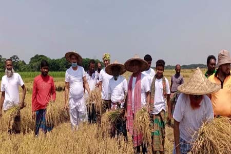 ঝিনাইদহের কালীগঞ্জে কৃষকের ধান কেটে দিলো উপজেলা কৃষকলীগ