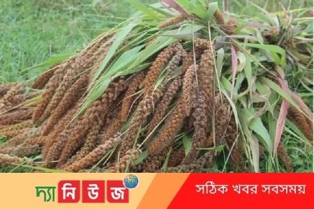 কাউন যব ঢেমসি বিলুপ্তির পথে