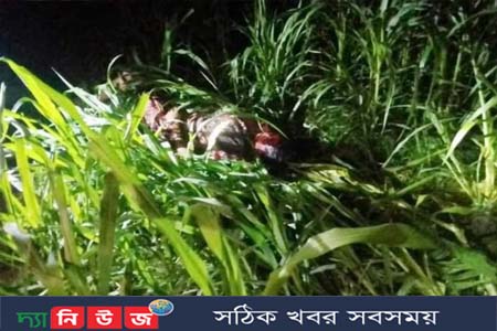 ঝিনাইদহ কোটচাঁদপুরে গৃহবধুকে কুপিয়ে হত্যা করেছে দূর্বৃত্তরা 