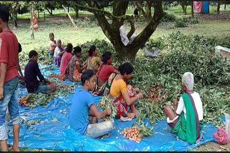 লিচু চাষিদের শঙ্কা