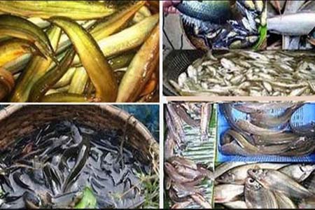 অর্ধশত প্রজাতির মাছের অস্তিত্ব বিলীন, জেলেরা পাল্টাচ্ছেন বাপ-দাদার পেশা 
