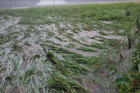 লক্ষ্মীপুরে আমন ধানের ব্যাপক ক্ষতি