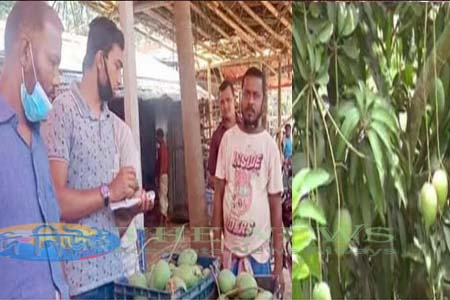 শার্শায় আম পাকা শুরু