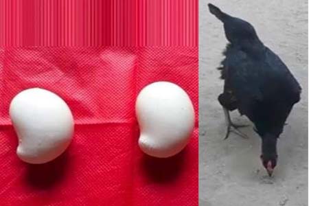 আম আকৃতির মুরগি ডিম