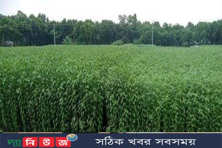 মধুখালীতে পাটের বাম্পার ফলন, আশাবাদী কৃষকরা