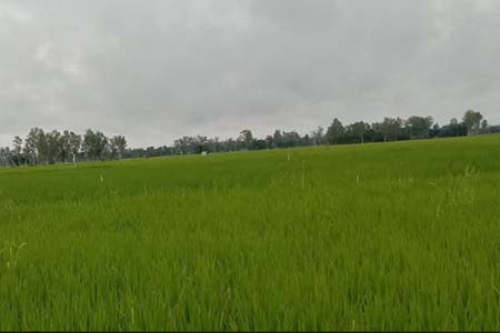 মোরেলগঞ্জে আমন ধানের বাম্পার ফলনের সম্ভাবনা কৃষকের রঙ্গিন স্বপ্ন