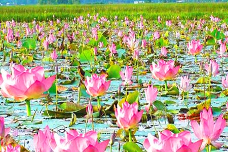 মুশুরিয়া পদ্ম বিল