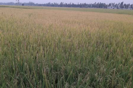 নন্দীগ্রামে শ্রমিক সংকটে পাকা ধান নিয়ে বিপাকে কৃষক